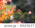 紅葉 6025637