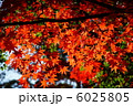 紅葉 6025805