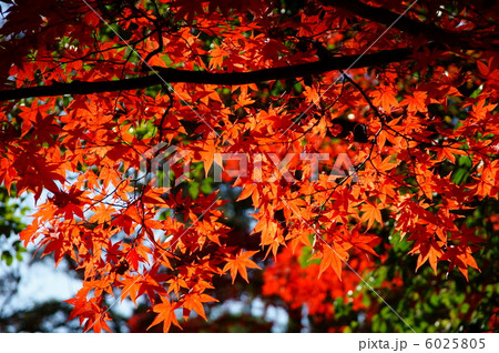 紅葉 6025805