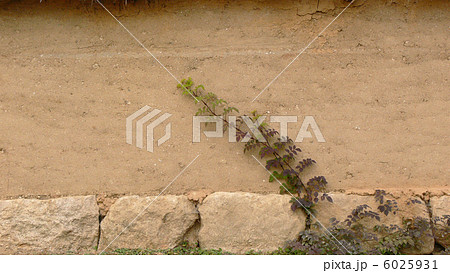 土塀に蔦 6025931