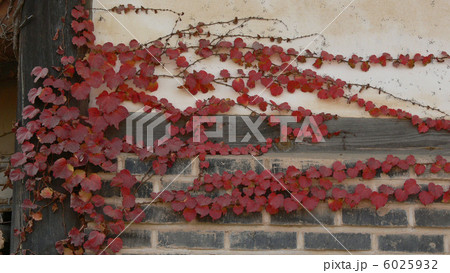 壁に蔦 6025932