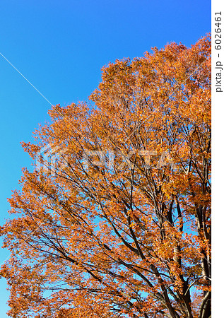 欅の黄葉 欅の黄葉 6026461