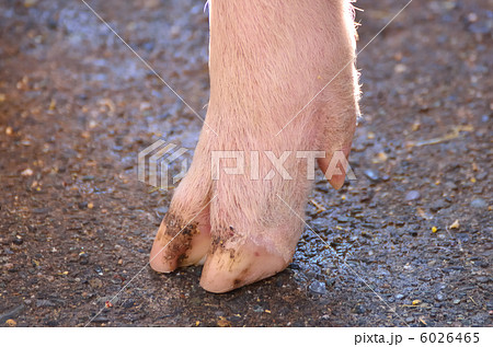 豚足の写真素材