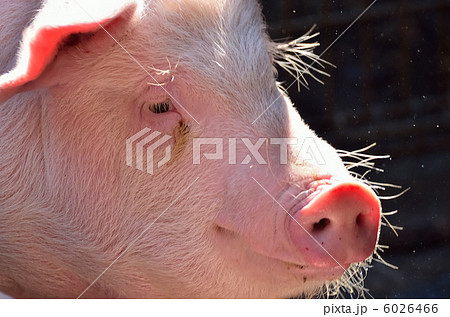 豚の顔 豚の顔 6026466