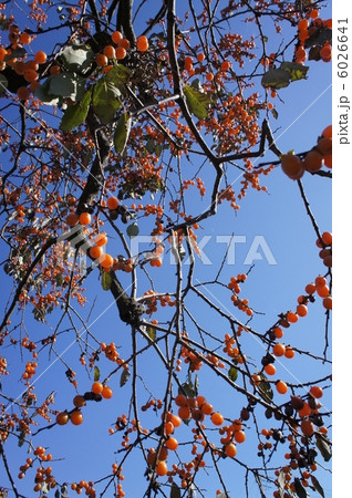 豆柿 豆柿 6026641