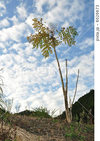 たらの木 6026673