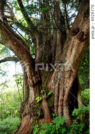 岐阜県高山市平湯大ネズコ 6026776