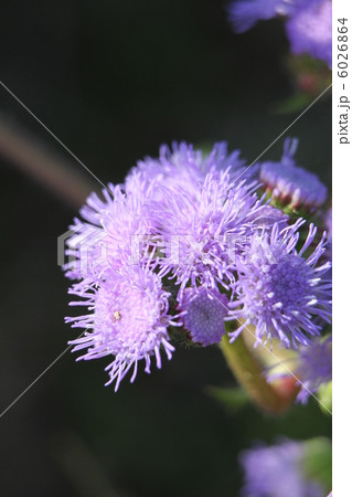 ムラサキカッコウアザミ 6026864
