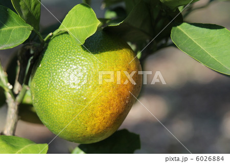 夏みかん 6026884