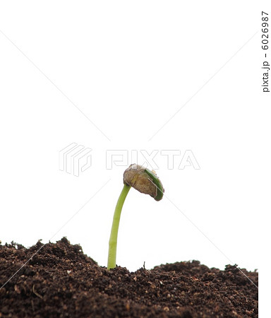 大豆の発芽 大豆の発芽 6026987