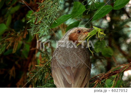 えさを運ぶひよどり えさを運ぶひよどり 6027052