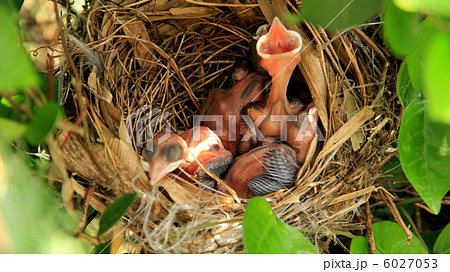 ひよどりのひな 6027053