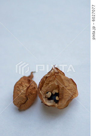 フウセンカズラ種子 6027077