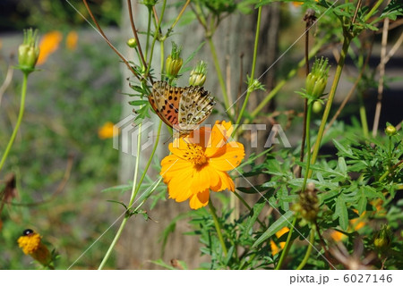 ツマグロヒョウモンと黄花コスモス 6027146