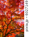 朱の空 6027149