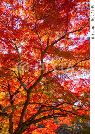 朱の空 6027149