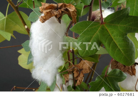 綿の木 6027681