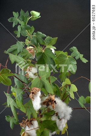 綿の木 6027683