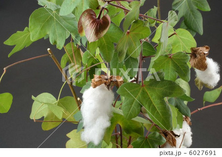 綿の木 6027691