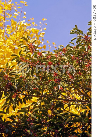 クロガネモチ：赤い実 6027700