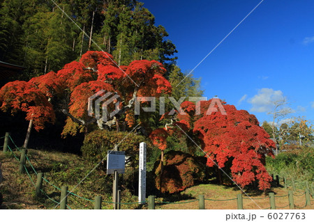 中釜戸のシダレモミジ 6027763