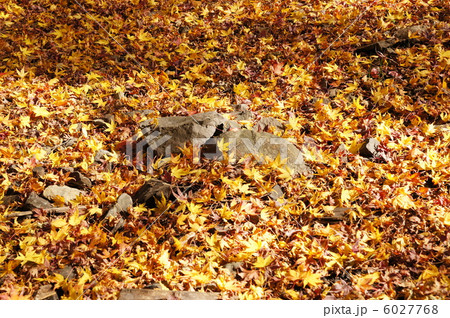 落ち葉 6027768