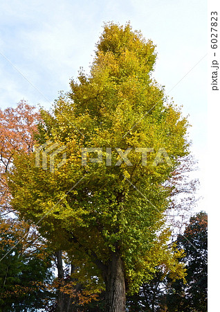 黄色に色づいたイチョウの木（三芳野神社／埼玉県川越市郭町） 6027823