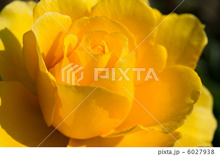 バラ ヘンリーフォンダ バラ ヘンリーフォンダ 6027938