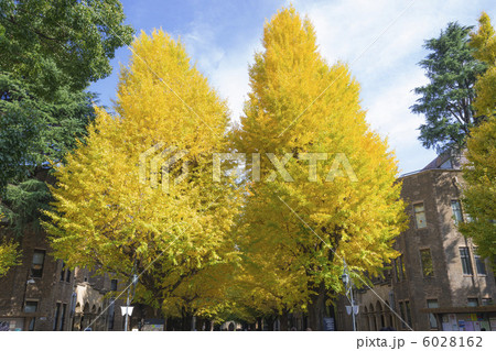 東京大学本郷の銀杏 6028162