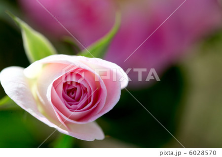 バラ 春の舞 バラ 春の舞 6028570