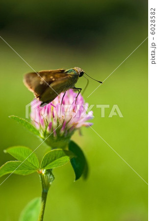 蓮華草と昆虫 蓮華草と昆虫 6028582