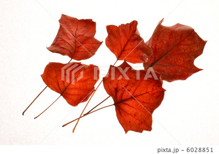紅葉 紅葉 6028851