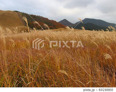 曽爾高原のススキ「室生赤目青山国定公園」 6028860