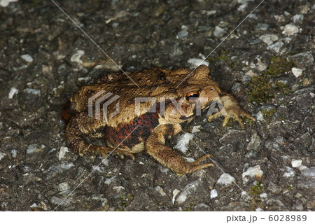 ニホンヒキガエル ニホンヒキガエル 6028989