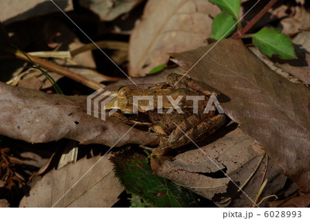 ヤマアカガエル 6028993