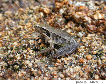 ニホンアカガエル 6028997