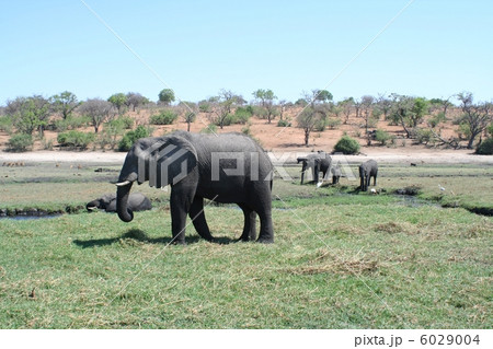 ゾウの王国 6029004