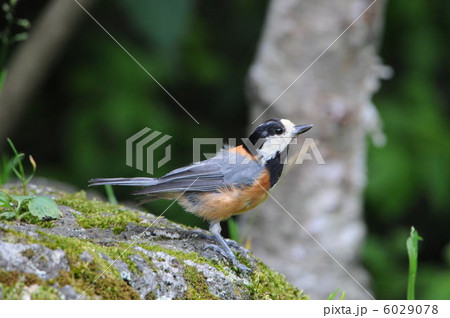 ヤマガラ 6029078