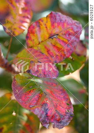 スモークツリーの紅葉 6029327