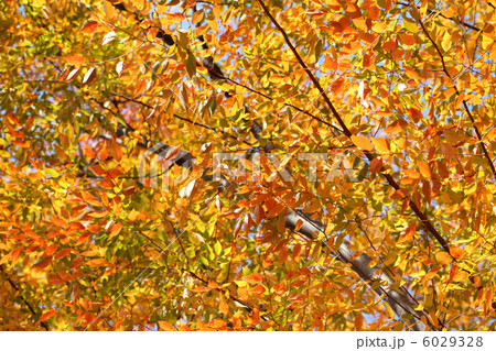 ケヤキの紅葉 6029328
