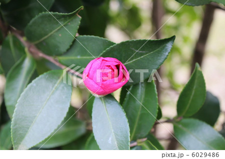 山茶花 山茶花 6029486