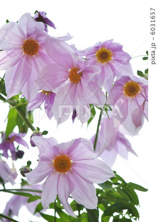 皇帝ダリアのアップ 6031657