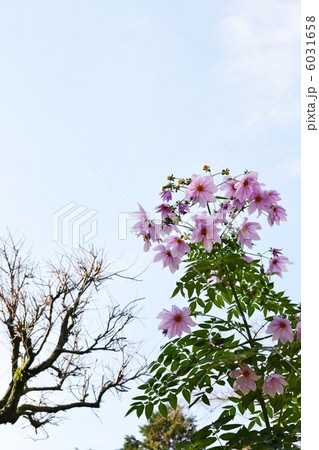 皇帝ダリアと樹 6031658