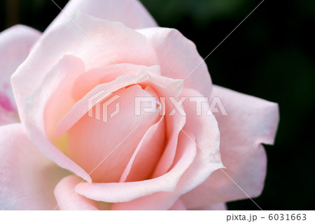 バラ 優花 6031663