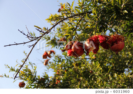 熟れたザクロの木 6031960