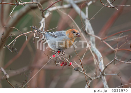 ギンザンマシコ ギンザンマシコ 6031970