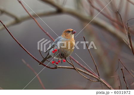 ギンザンマシコ ギンザンマシコ 6031972