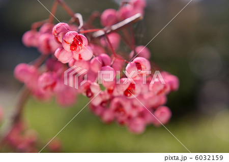 マユミの実 マユミの実 6032159