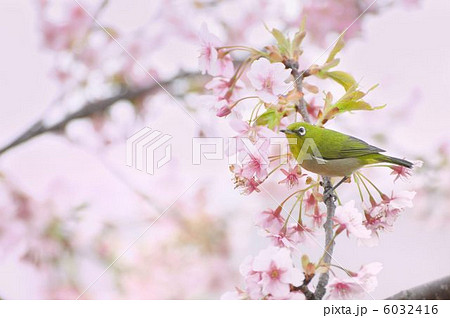 メジロ　桜 6032416