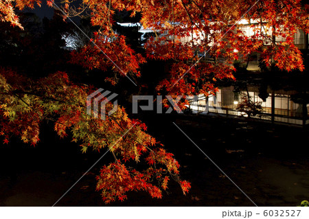 長府庭園-夜の紅葉− 6032527